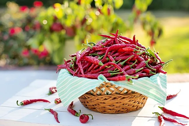 cayenne peppers, chili peppers, red peppers, hot peppers, harvest, produce, organic, cayenne, food, cooking, fresh, ingredient, chili, cooking, chili, chili, chili, chili, chili