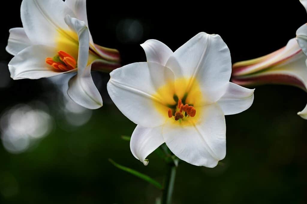 david-lily, lily, white, blossoms, lilium davidii, plant, nature, liliaceae, bloom, botanical, botany, decorative, flora, petals, lily, lily, lily, lily, lily