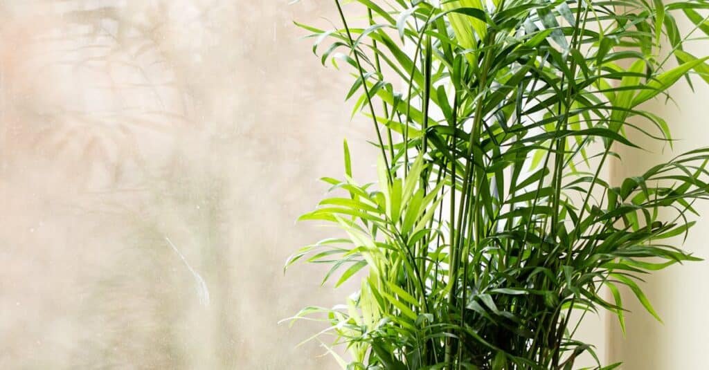 Bright green indoor palm plant with sunlight exposure near a window, creating a natural and serene environment.