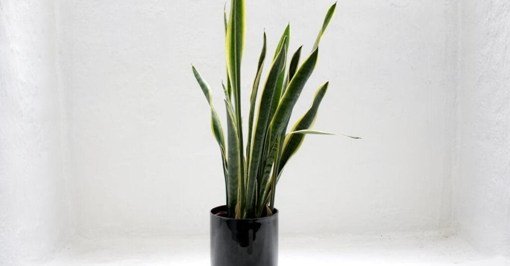 Elegant green snake plant in a sleek black pot against a white background.