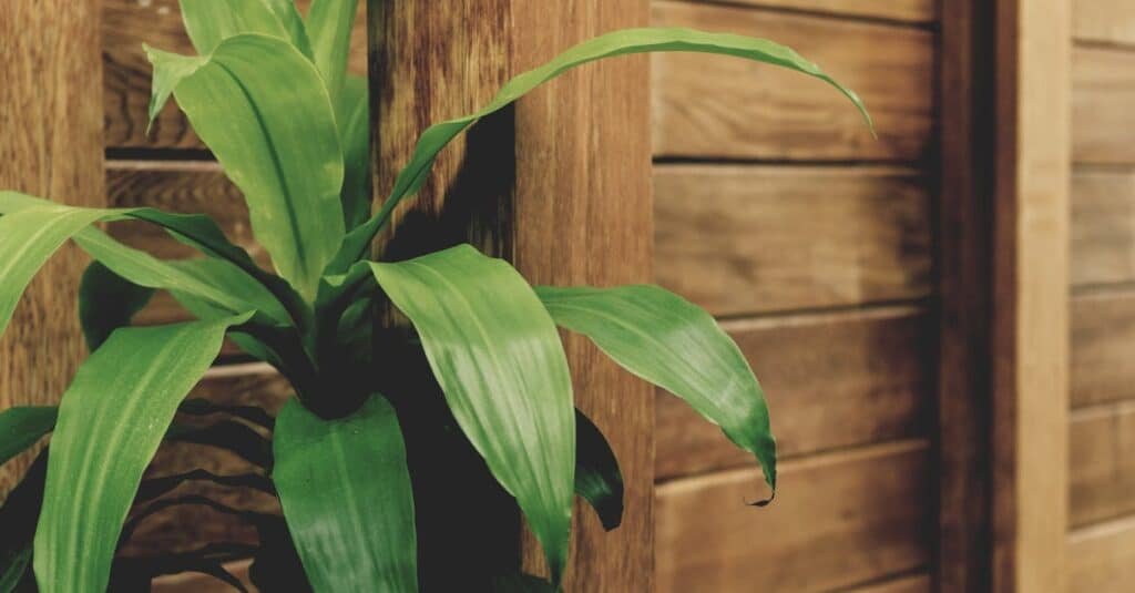 A lush green plant with long leaves placed against a rustic wooden wall, adding a natural touch.