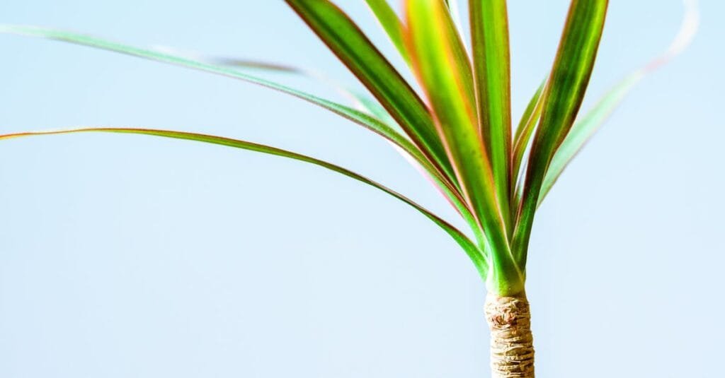 Bright close-up of Dracaena plant showcasing vibrant green leaves against a clear sky.