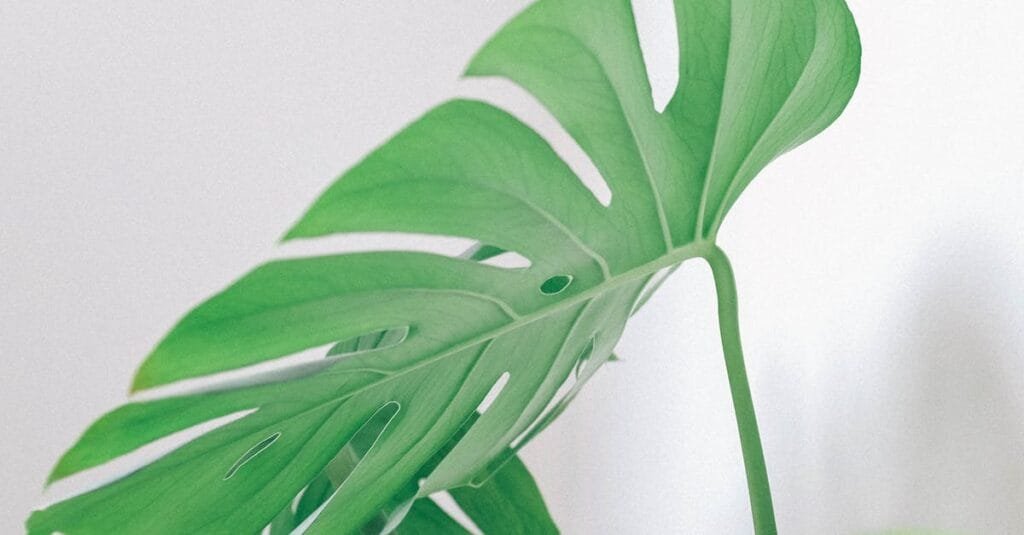 A vibrant green monstera leaf showcasing its iconic pattern against a soft white background.