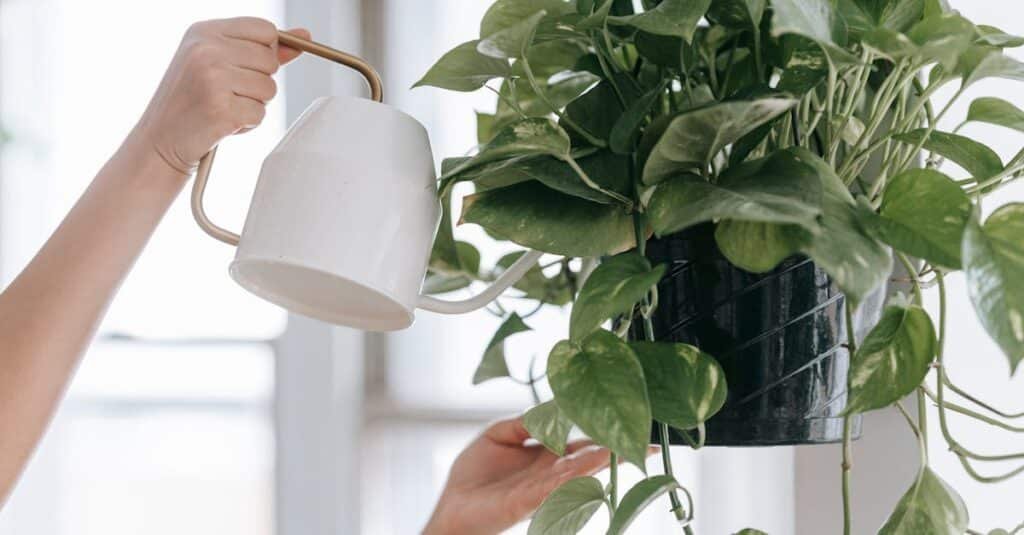 Crop faceless person with watering can pouring water into pot with green plant while standing with raised arms in room near window on blurred background